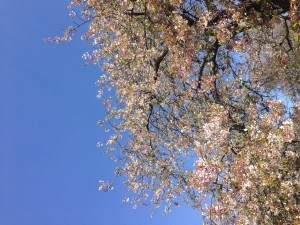 st jamess park blossom